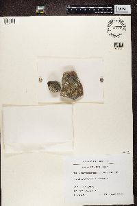 Lecanora marginata image