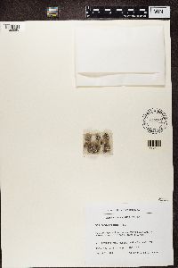 Image of Toninia arctica