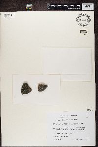 Lecanora polytropa image