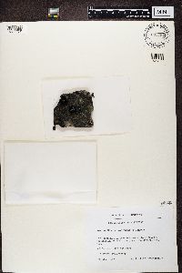 Umbilicaria hyperborea image