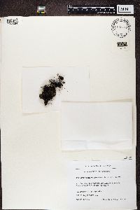 Bryoria chalybeiformis image