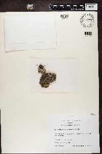 Peltigera leucophlebia image