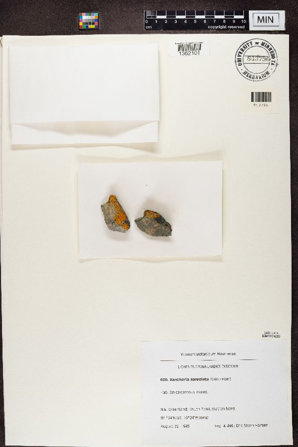 Rusavskia sorediata image