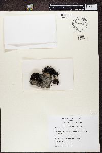 Pseudephebe pubescens image