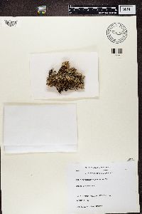 Stereocaulon vesuvianum image