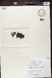 Nephroma parile image