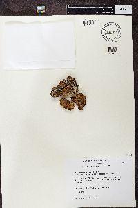 Solorina crocea image