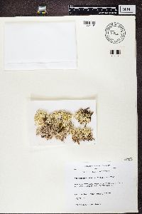 Cladonia uncialis image