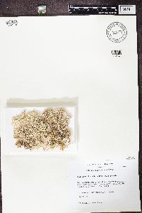 Cladonia stellaris image