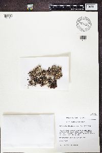 Platismatia glauca image