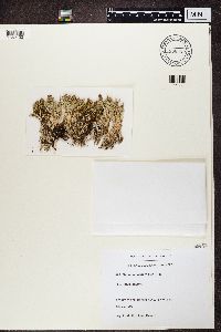 Cladonia crispata image