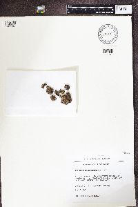 Massalongia carnosa image
