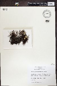 Coelocaulon divergens image