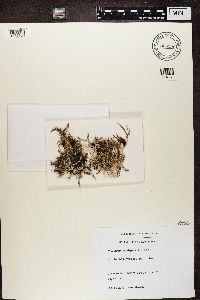 Cladonia crispata image