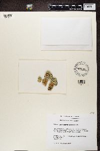 Rhizoplaca chrysoleuca image