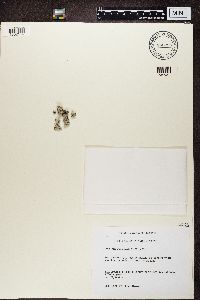 Physcia caesia image