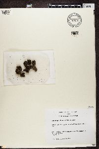 Physconia muscigena image