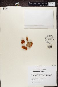 Rusavskia elegans image