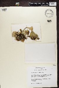 Peltigera aphthosa image