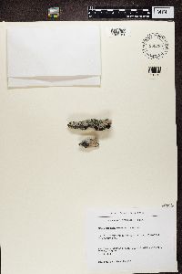 thumbnail image of current specimen