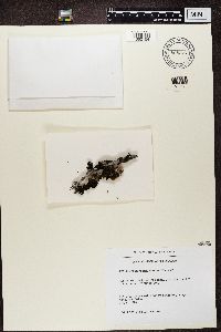 Leptogium saturninum image