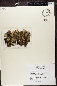 Peltigera canina image