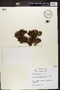 Nephroma expallidum image