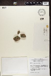 Rhizocarpon geographicum image