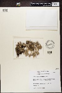 Stereocaulon paschale image