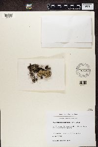 Trapeliopsis granulosa image