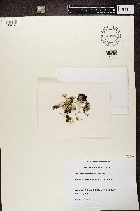 Cladonia borealis image