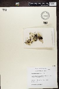 Cladonia sulphurina image