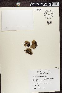 Peltigera rufescens image