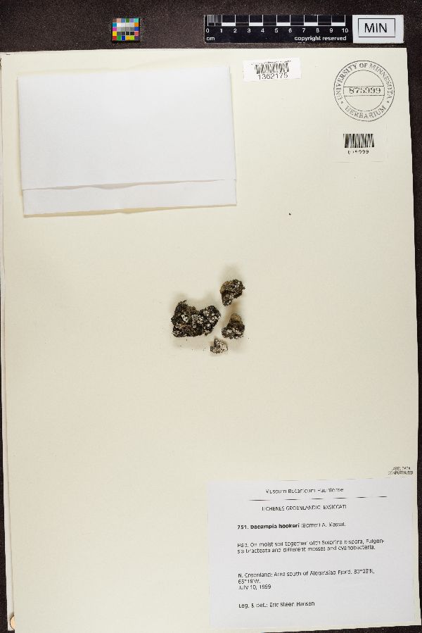 Dacampia hookeri image