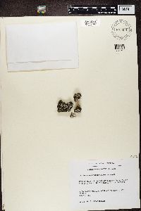 Media resource of Dacampia hookeri