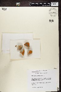 Rusavskia elegans image