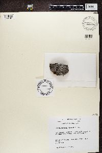 Physconia muscigena image