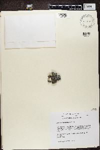 Lecidea ramulosa image