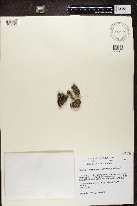 Bilimbia lobulata image