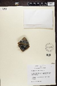 Dimelaena oreina image