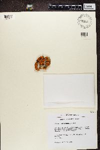 Rusavskia elegans image