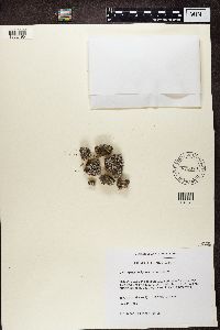 Psora decipiens image