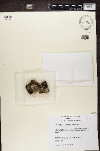 Peltigera rufescens image
