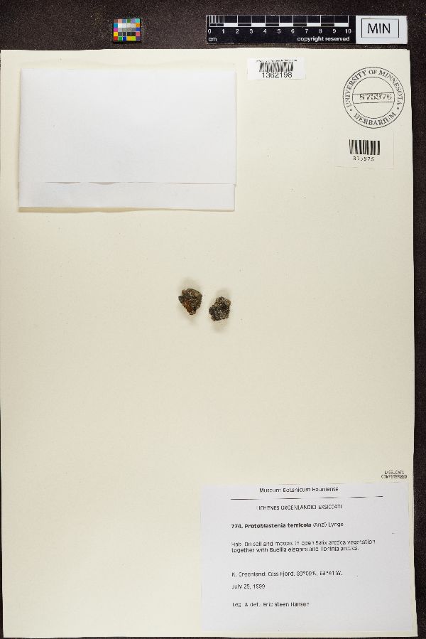 Protoblastenia terricola image