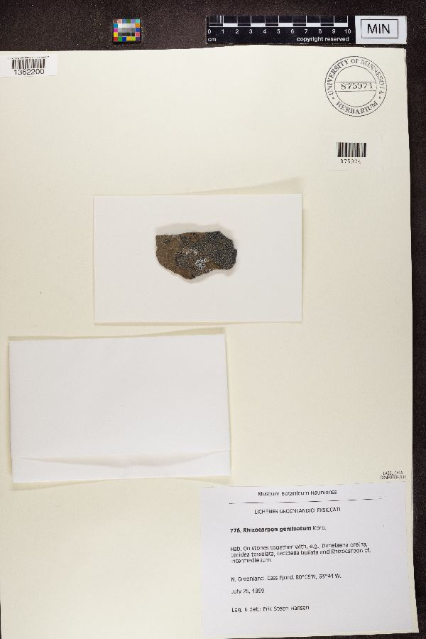 Rhizocarpon geminatum image