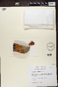 Rusavskia elegans image