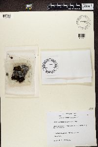 Physconia muscigena image