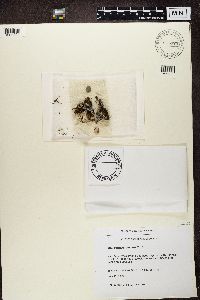 Lecidea ramulosa image