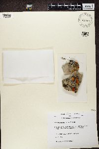 Physcia caesia image