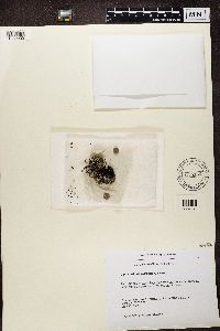 Image of Cladonia alaskana